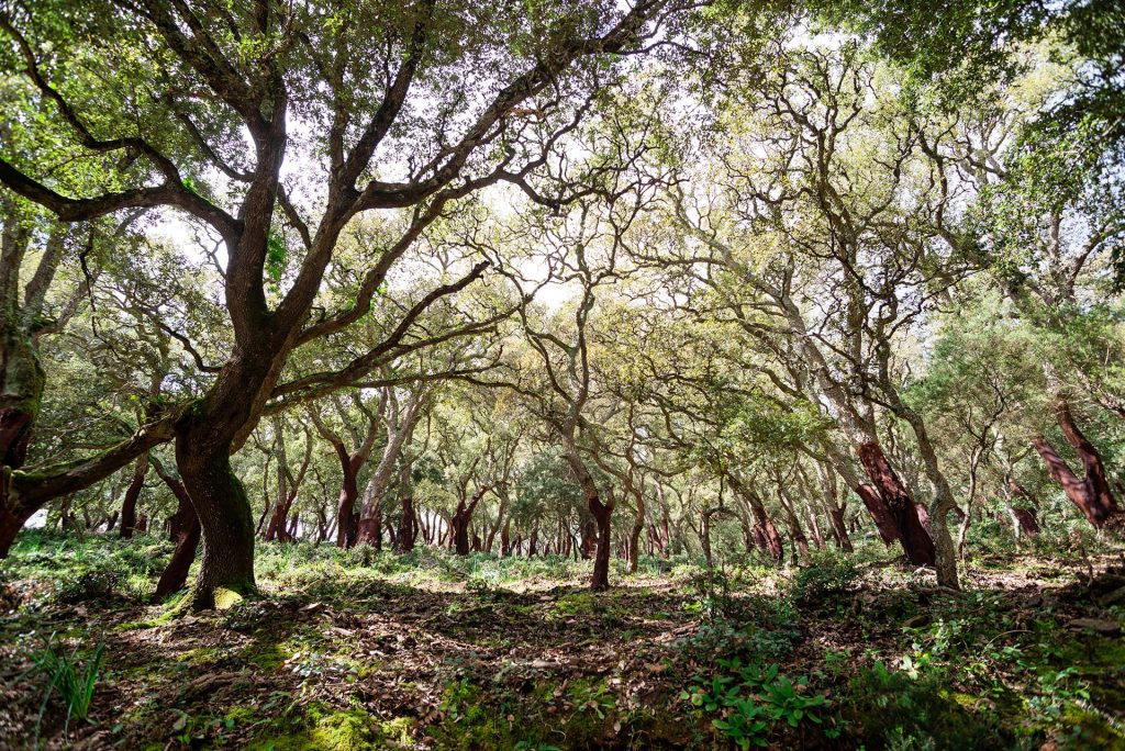 Foresta di Marganai Iglesias